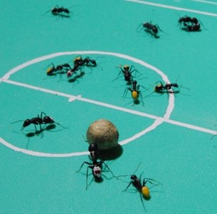 Ant world cup