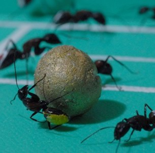 Ant world cup