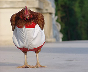 Chickens Suit